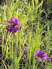 Allium serra