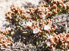 Limonium dyeri