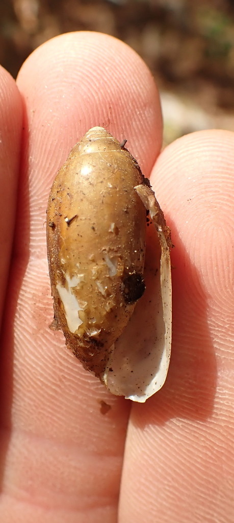 Streptostyla gracilis