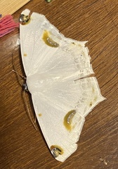 Sericoptera