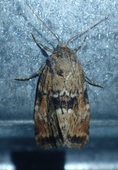 Photedes minima