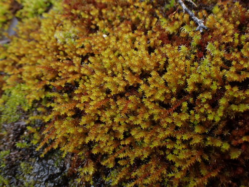 Image of Pseudobraunia californica by no rights reserved