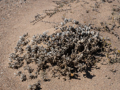 Eremothamnus marlothianus