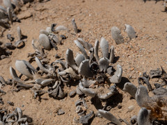 Eremothamnus marlothianus