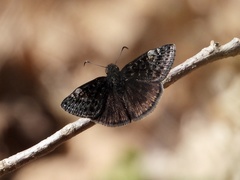 Erynnis brizo