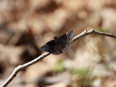 Erynnis brizo