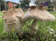 Chlorophyllum nothorhacodes