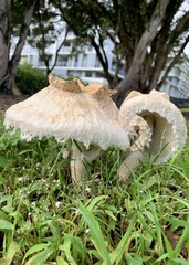Chlorophyllum nothorhacodes