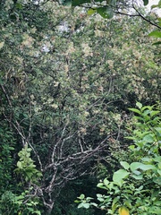 Pithecellobium excelsum