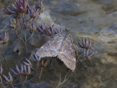 Evergestis sophialis