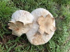 Chlorophyllum nothorhacodes