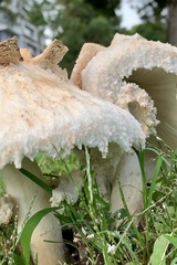 Chlorophyllum nothorhacodes