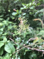 Pithecellobium excelsum