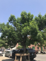 Fraxinus pennsylvanica