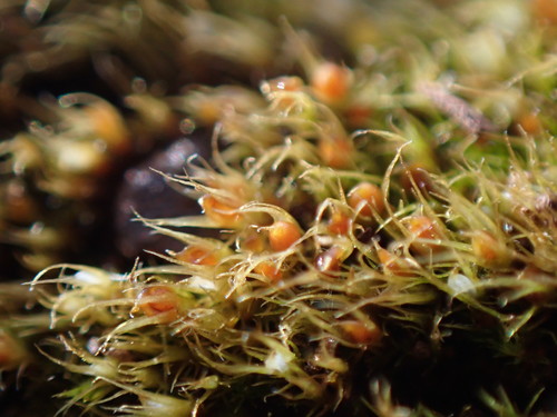 Image of Pleuridium acuminatum by no rights reserved