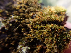 Pleuridium acuminatum