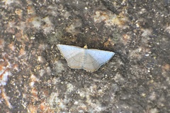 Plesiomorpha flaviceps