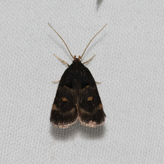 Cophomantella lychnocentra
