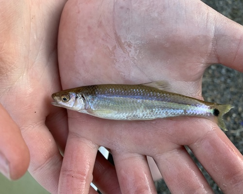 Slender Blacktail Shiner