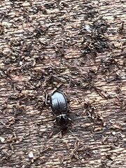 Gastrellarius honestus