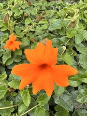Thunbergia gregorii
