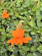 Thunbergia gregorii