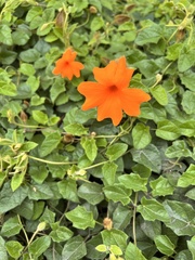 Thunbergia gregorii