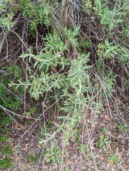 Salvia apiana × mellifera