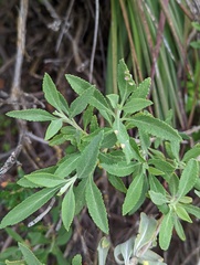 Salvia apiana × mellifera