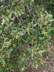 Quercus berberidifolia × engelmannii