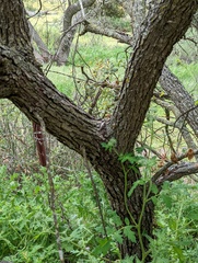 Quercus berberidifolia × engelmannii