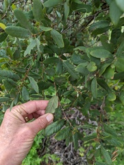 Quercus berberidifolia × engelmannii