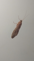 Rhyacophiloidea