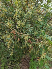 Quercus berberidifolia × engelmannii