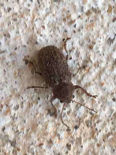 Hairy Leaf Beetle photo 5