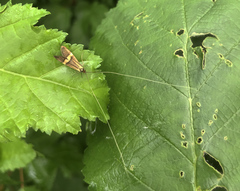 Nemophora degeerella