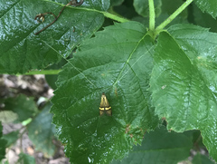 Nemophora degeerella