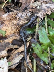 Plethodon electromorphus
