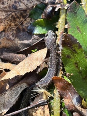 Plethodon electromorphus