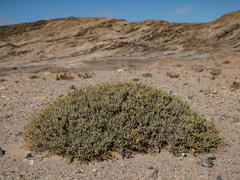 Osteospermum crassifolium