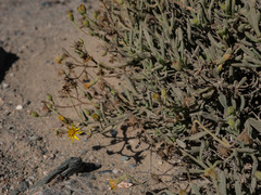 Osteospermum crassifolium