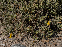 Osteospermum crassifolium