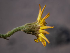 Osteospermum crassifolium