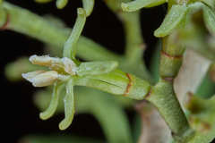 Struthanthus deppeanus