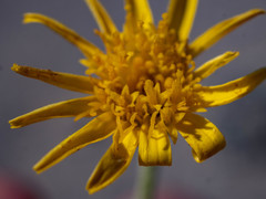 Osteospermum crassifolium