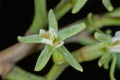 Struthanthus deppeanus