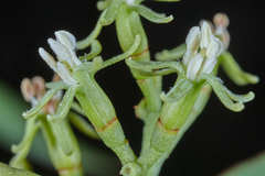 Struthanthus deppeanus