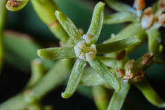 Struthanthus deppeanus