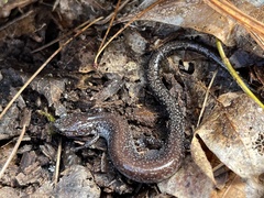 Plethodon electromorphus