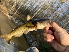 Ameiurus brunneus